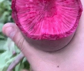 紫萝卜要怎么吃（教你吃出脆润爽口多汁的紫萝卜）