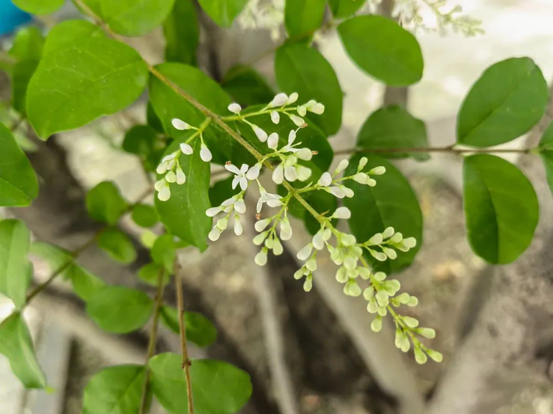 小蜡树(小蜡，容易被认成小叶女贞的植物，花开如雪，跟蜡有啥关系？)