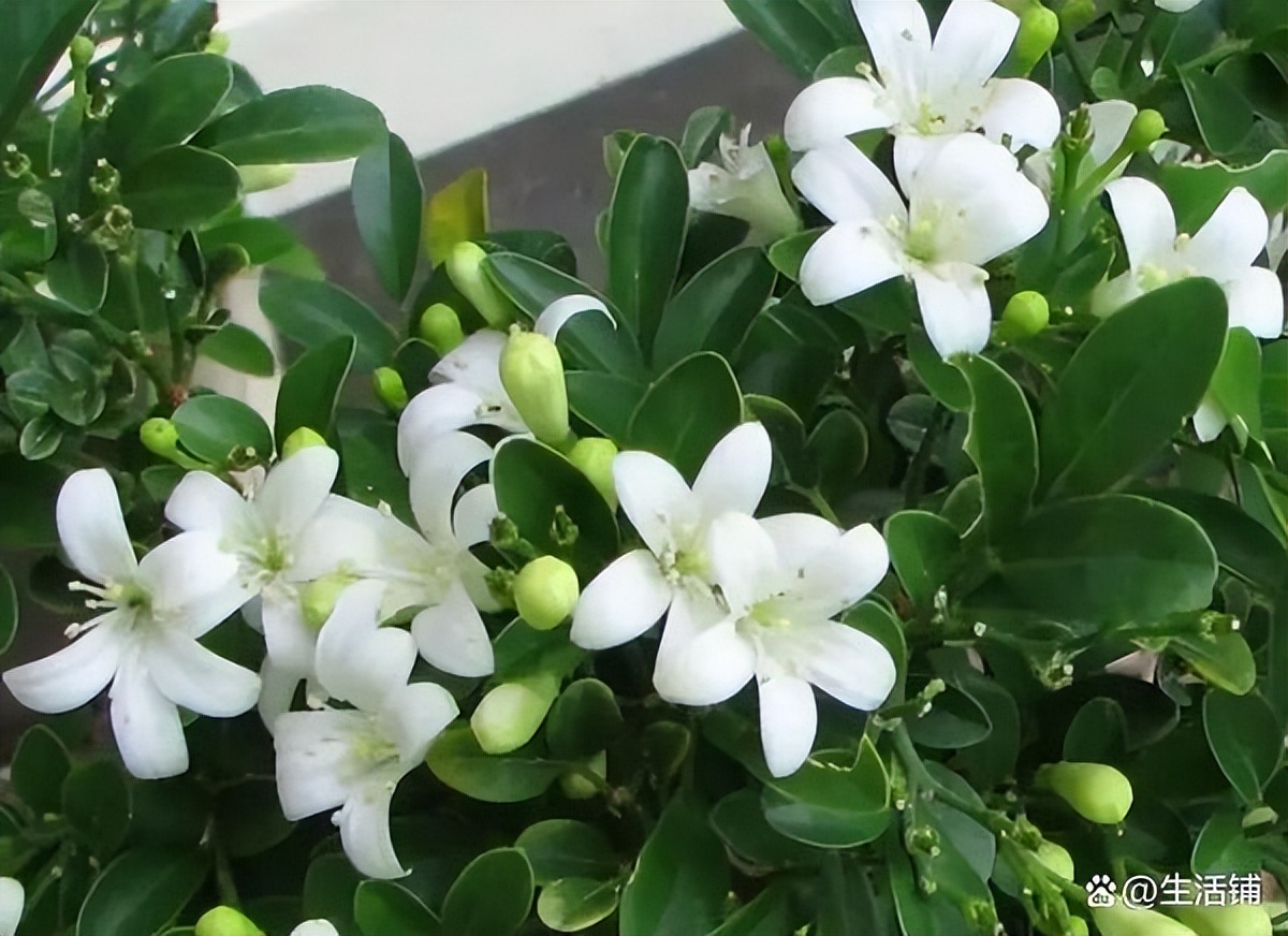 那家里养九里香吉利吗?寓意极好的吉祥花卉,值得入手.一起来了解下吧!