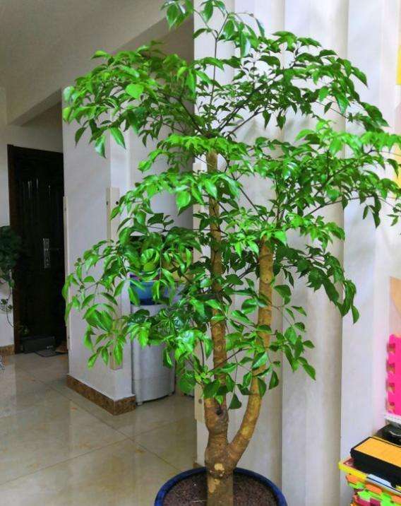 1,幸福树——株型大气,开花很吉祥