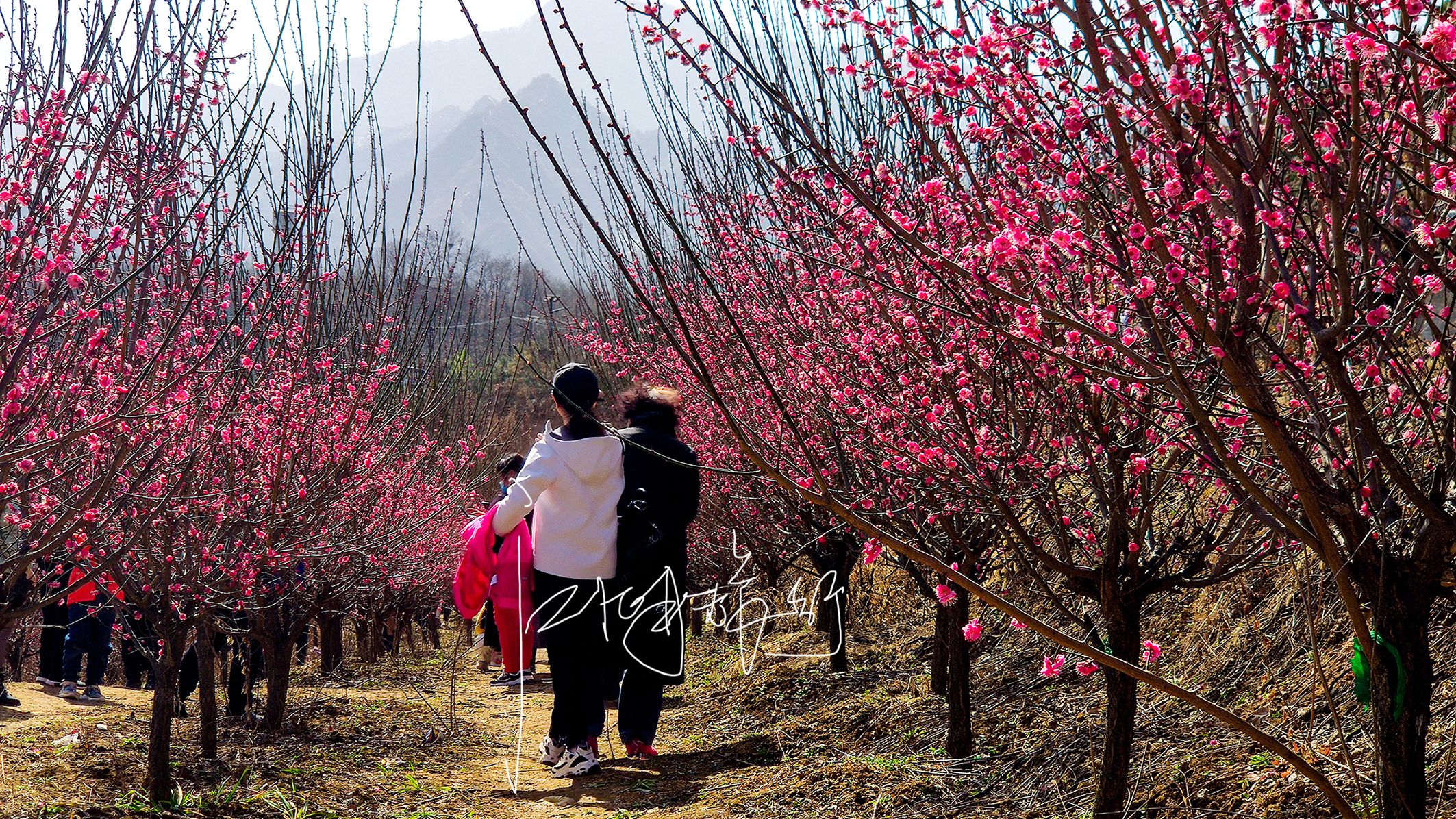 秦岭环山路自驾游，爬山踏青赏花逛庙会，超长线路图手机倒着看