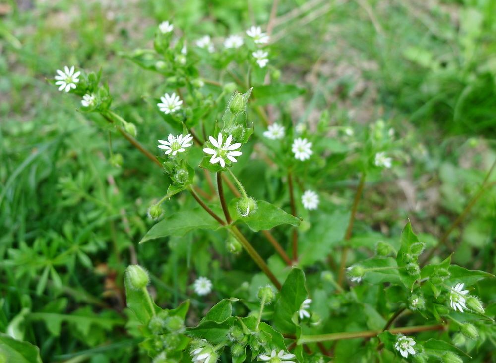 清明果是什么草做的(农村稻田常见的10种野菜)