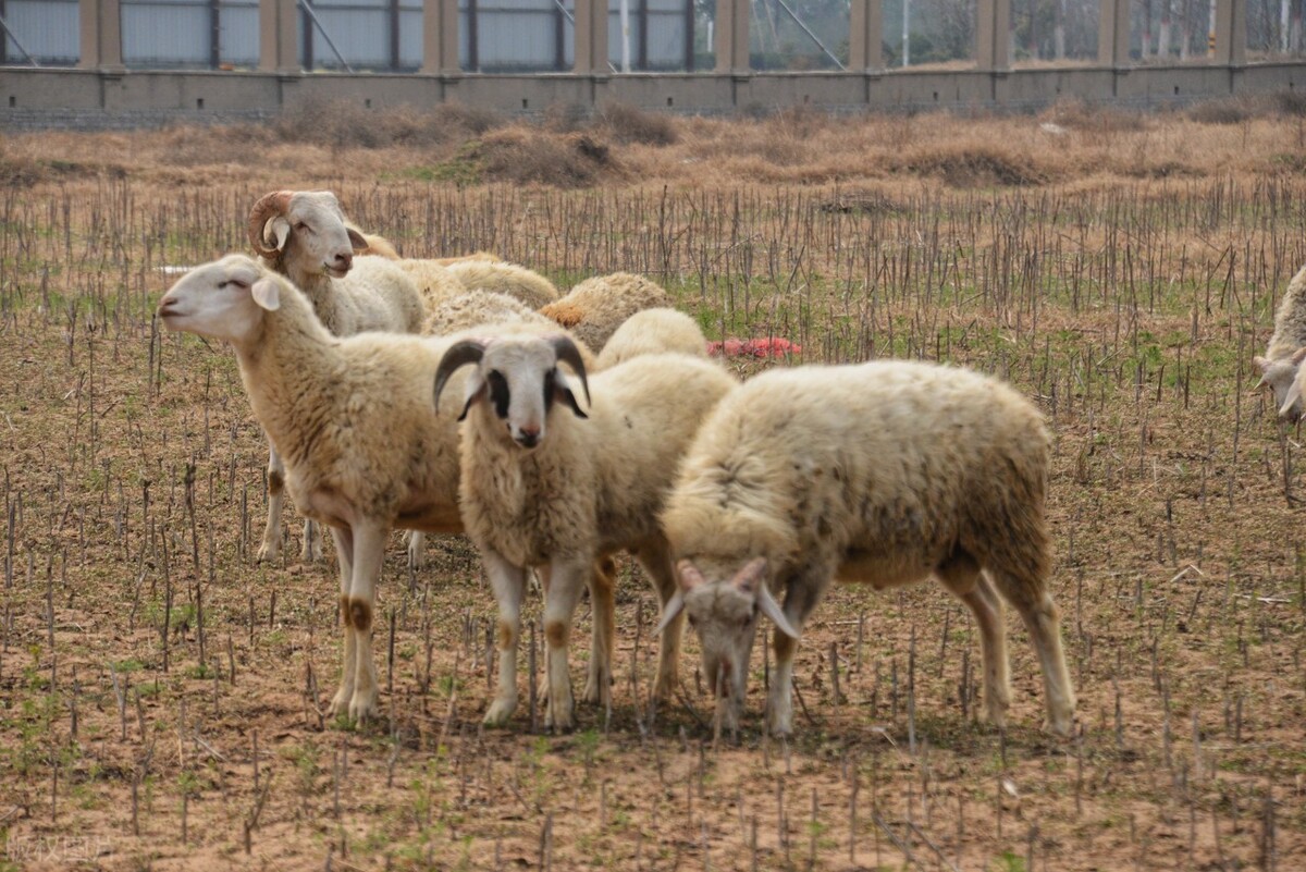 山东羊价今日涨跌表(全国羊价最新今日涨跌一览表)