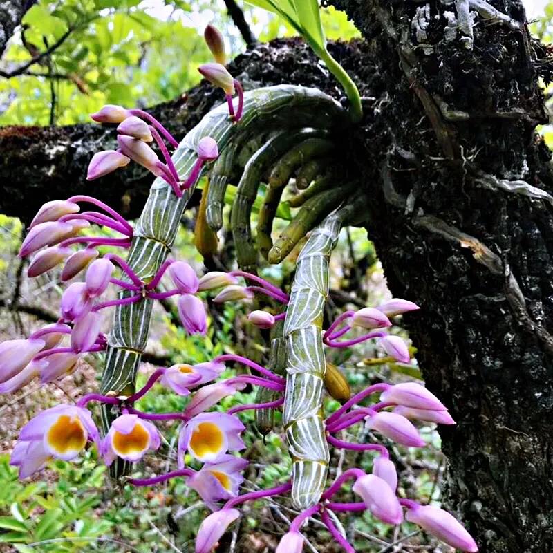 玫瑰石斛～茎悬垂，花姿优雅，玲珑可爱，花色鲜艳，气味芳香