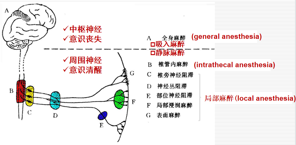 麻醉药品,麻醉药品和第一类精神药品管理制度