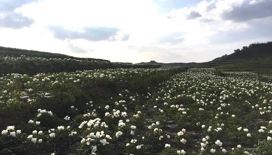 大美秦州五月天 田園風光似畫卷