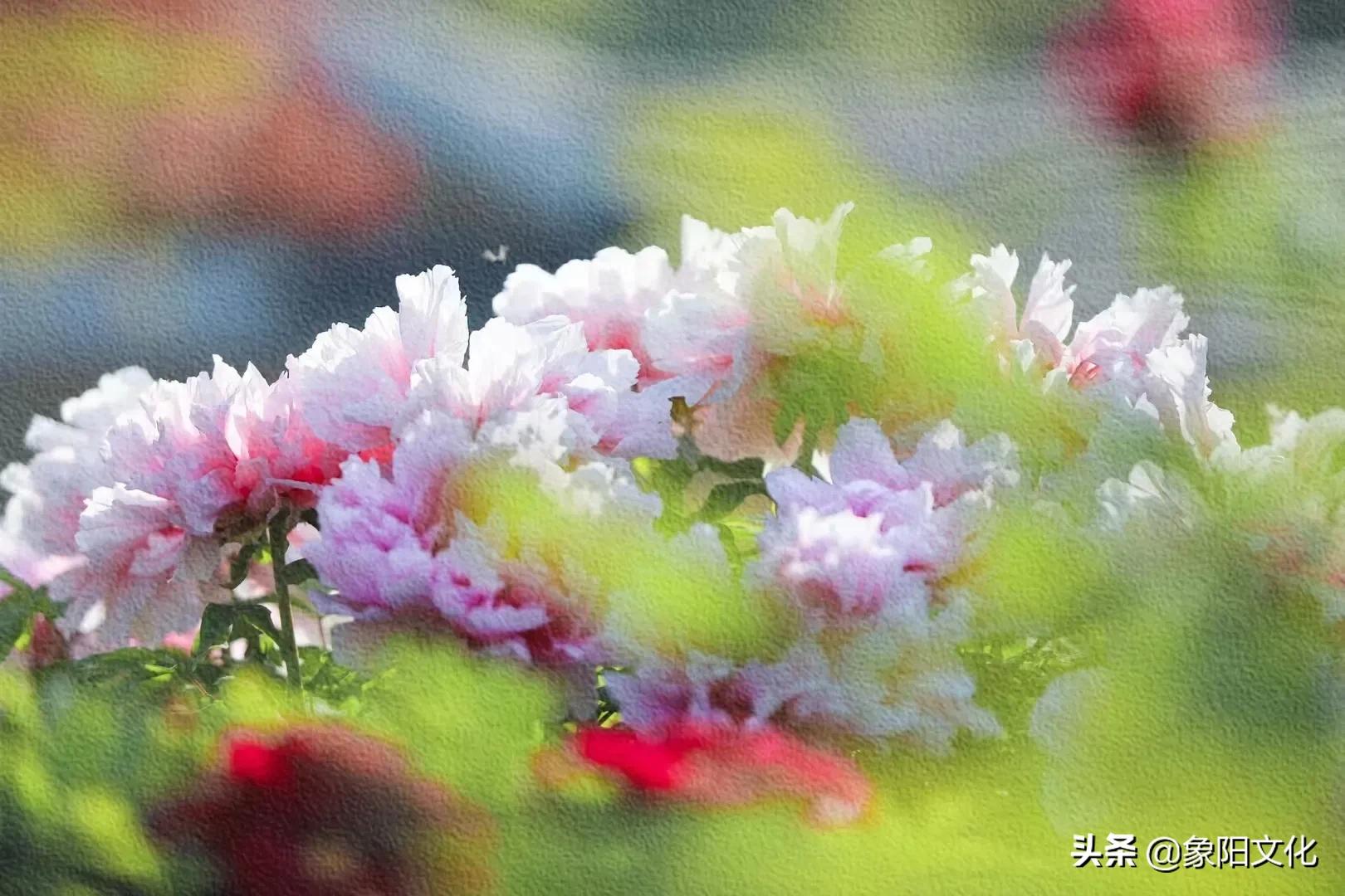 诗词/摄影欣赏：《国粹》《朱顶红》《待到山花烂漫时》「281」