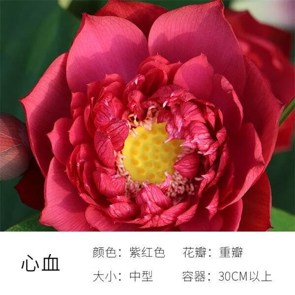 碗里就能种的荷花，1节藕种土里，初夏就开花