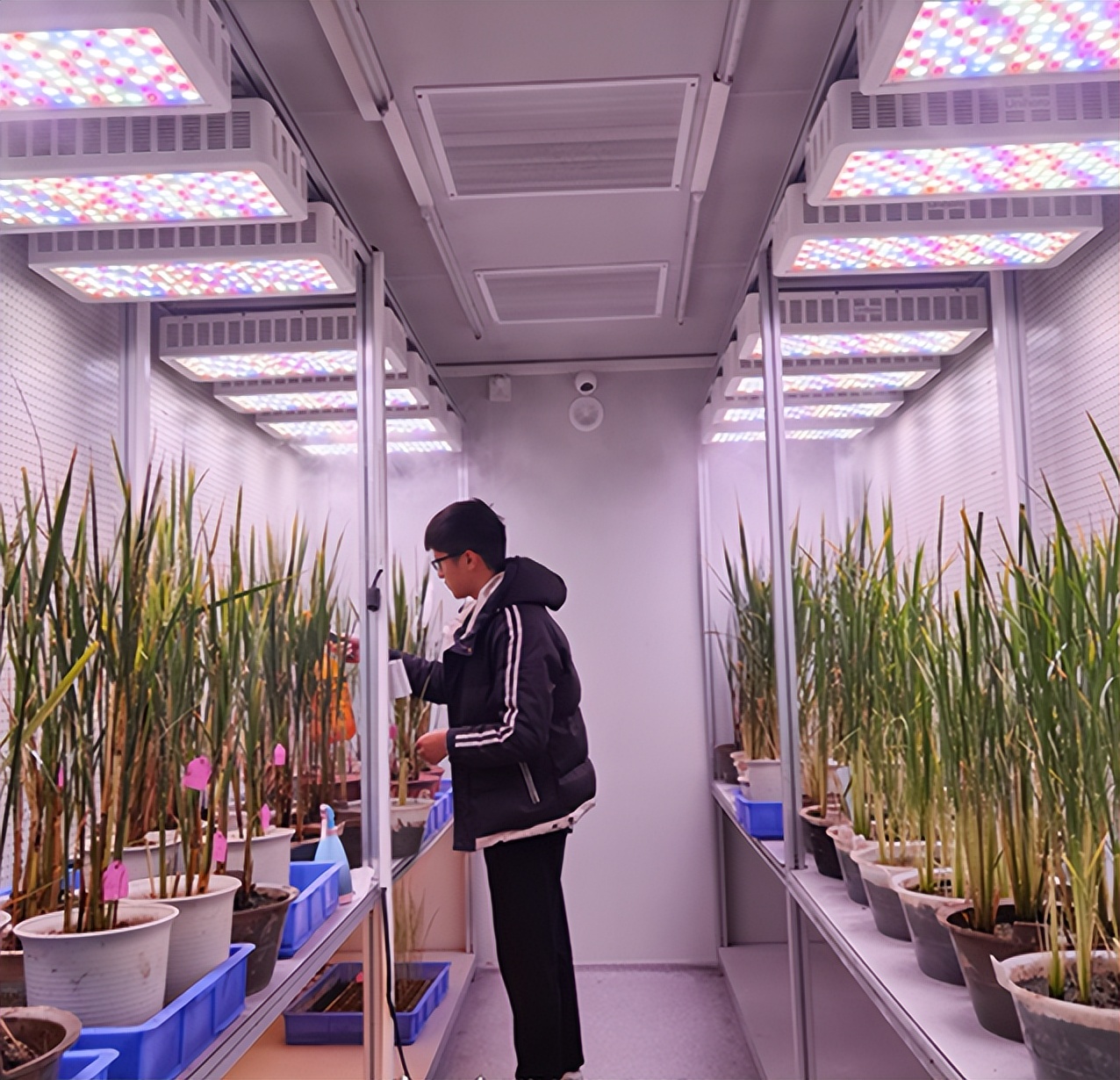 最新米神的个人频道（谷神科技“谷神占”获评“荆楚粮油”好吃大米品种）