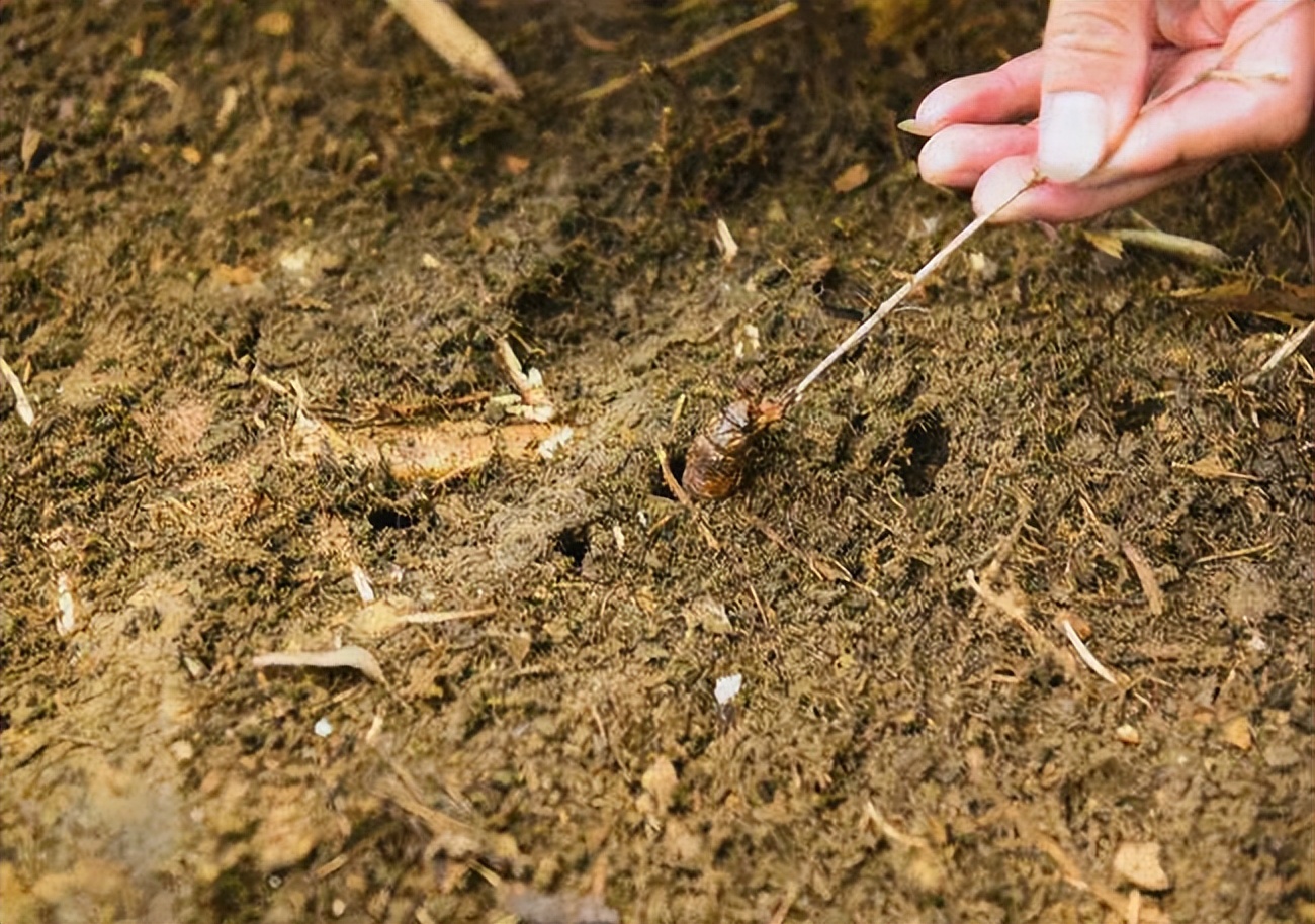 知了猴多少钱一斤(110元) - 价格百科