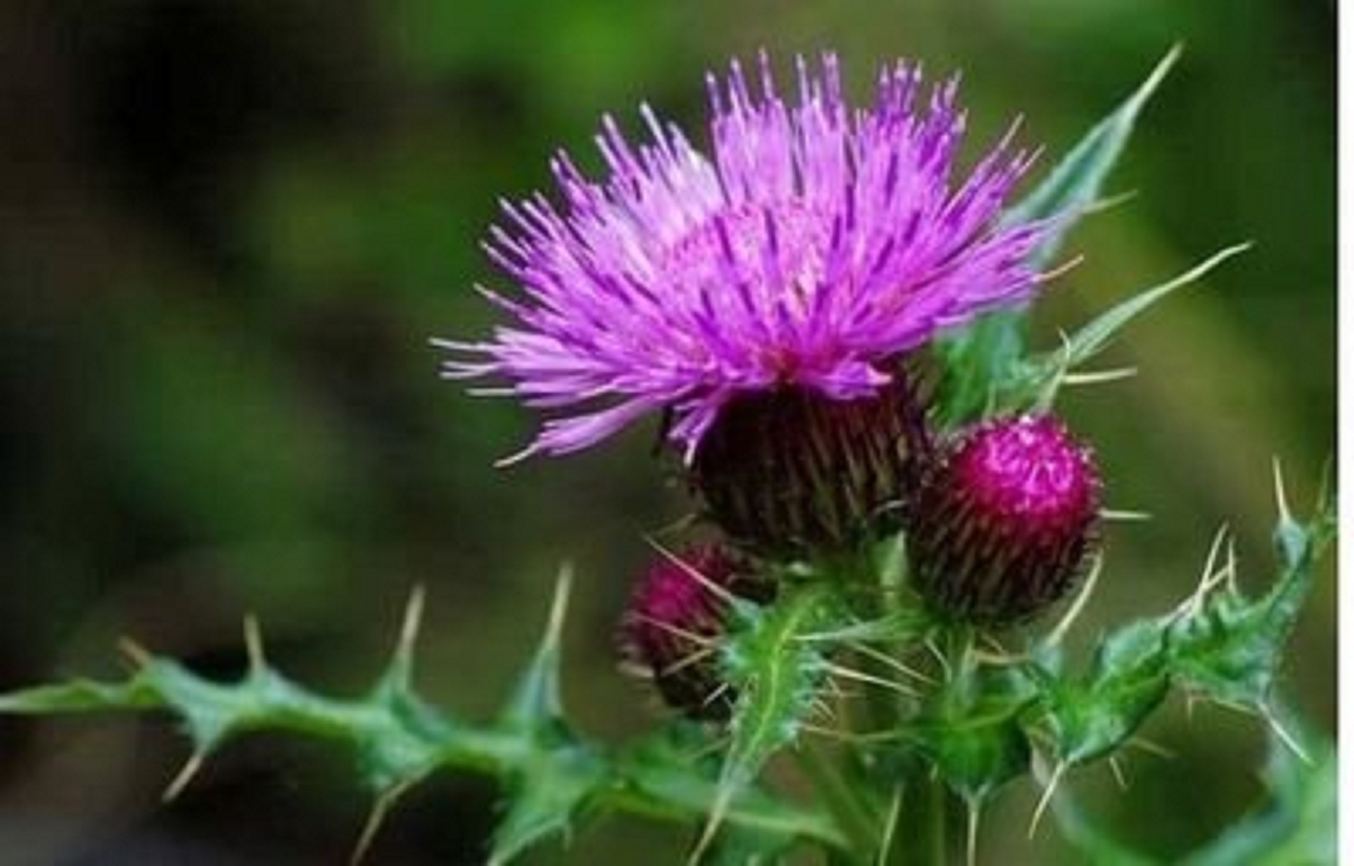 马刺根百科(农村常见的"马刺根",苗叶上长满毛刺令人厌烦,却有很多