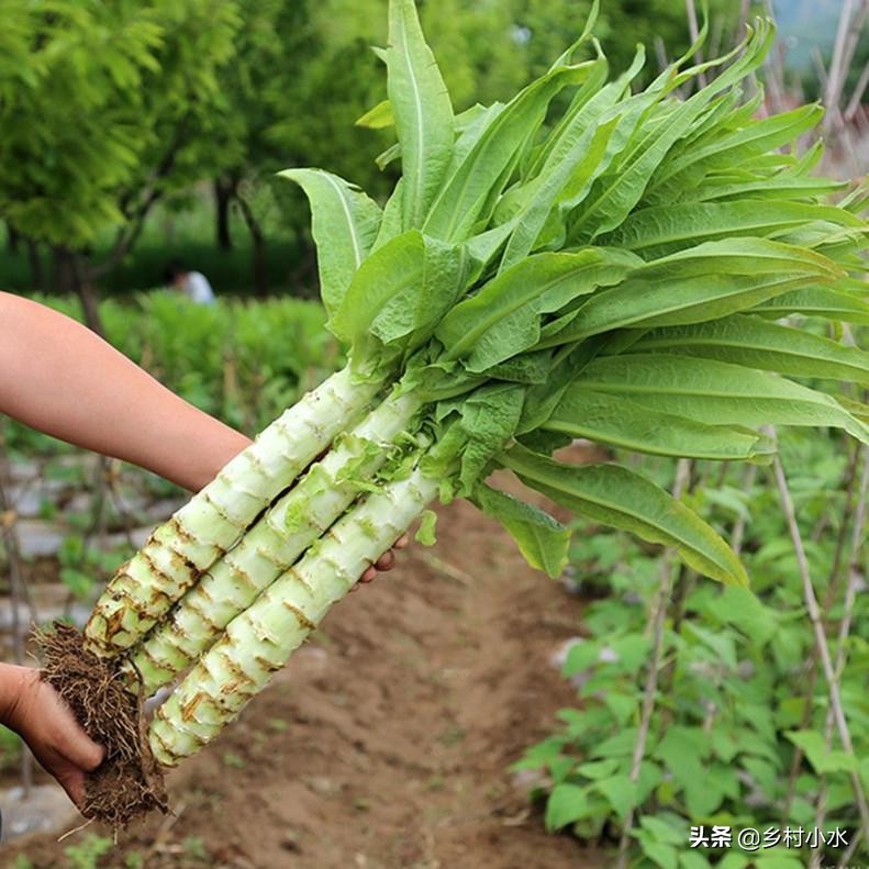 莴筍喜歡什麼肥料 如何管理才能長得又粗又壯 老農種植經驗分享 天天看點