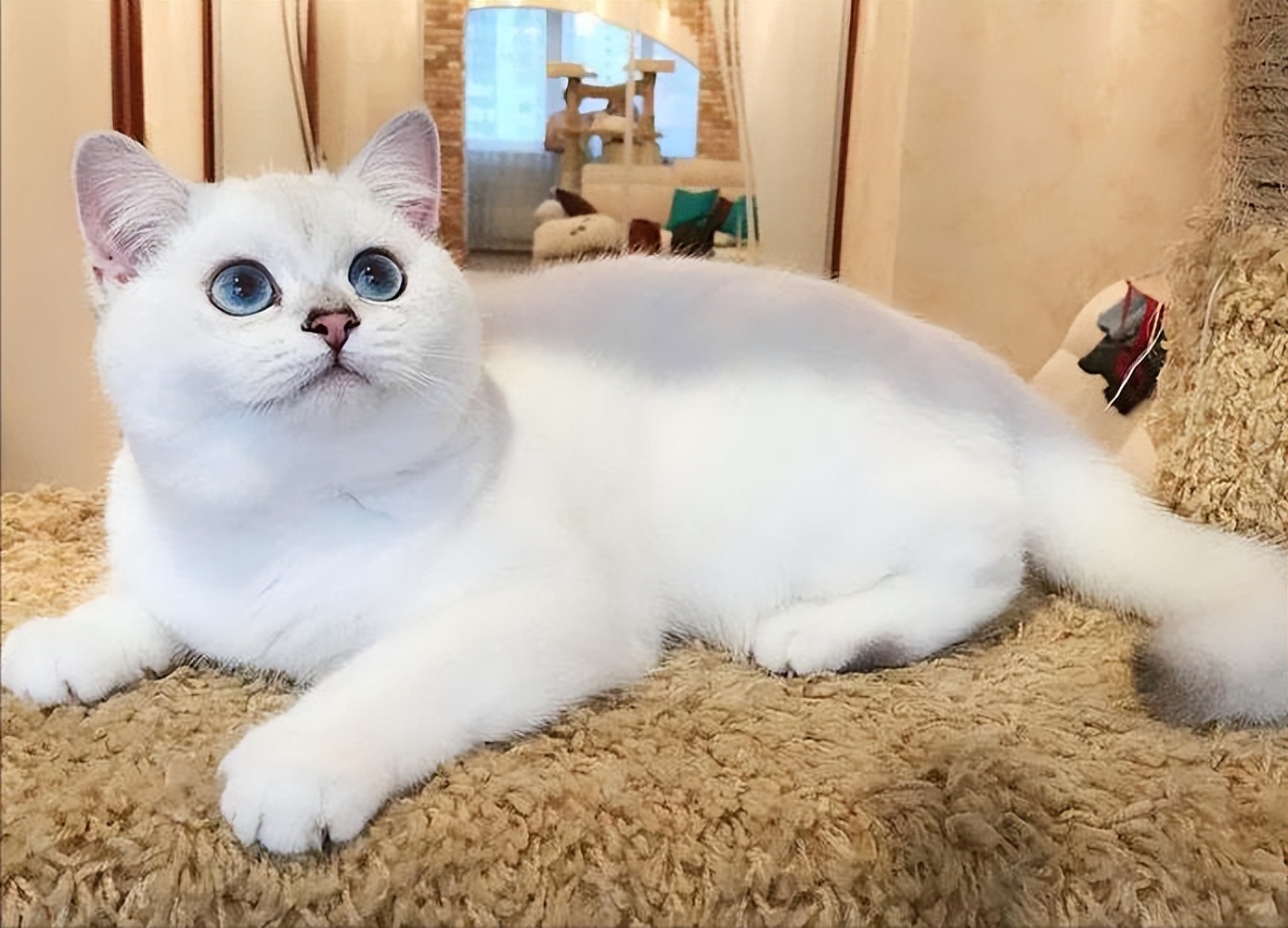 英短银渐层多少钱(银渐层or银点猫咪有何区别) - 价格百科