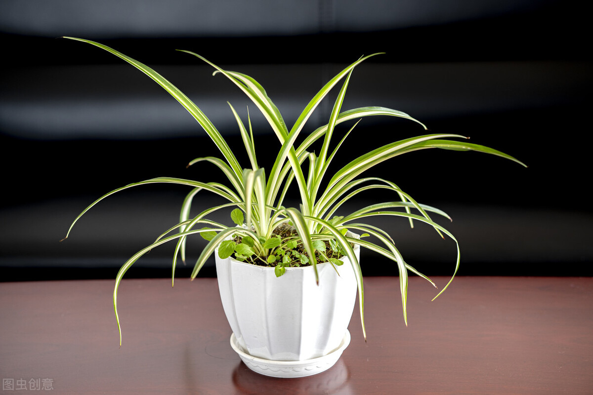 室内绿植品种大全图片(室内60种常见盆栽总结)