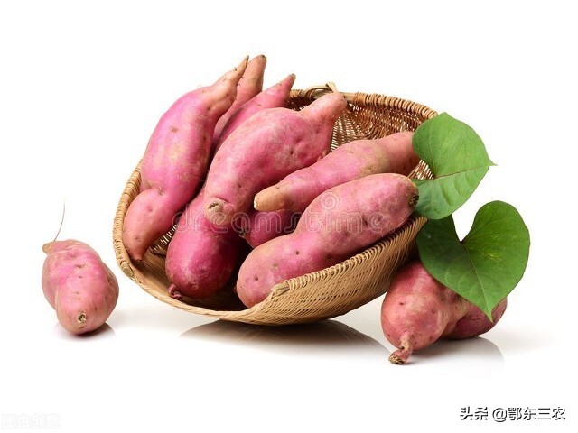番薯发芽能吃吗（红薯发芽后是否能食用的原因）