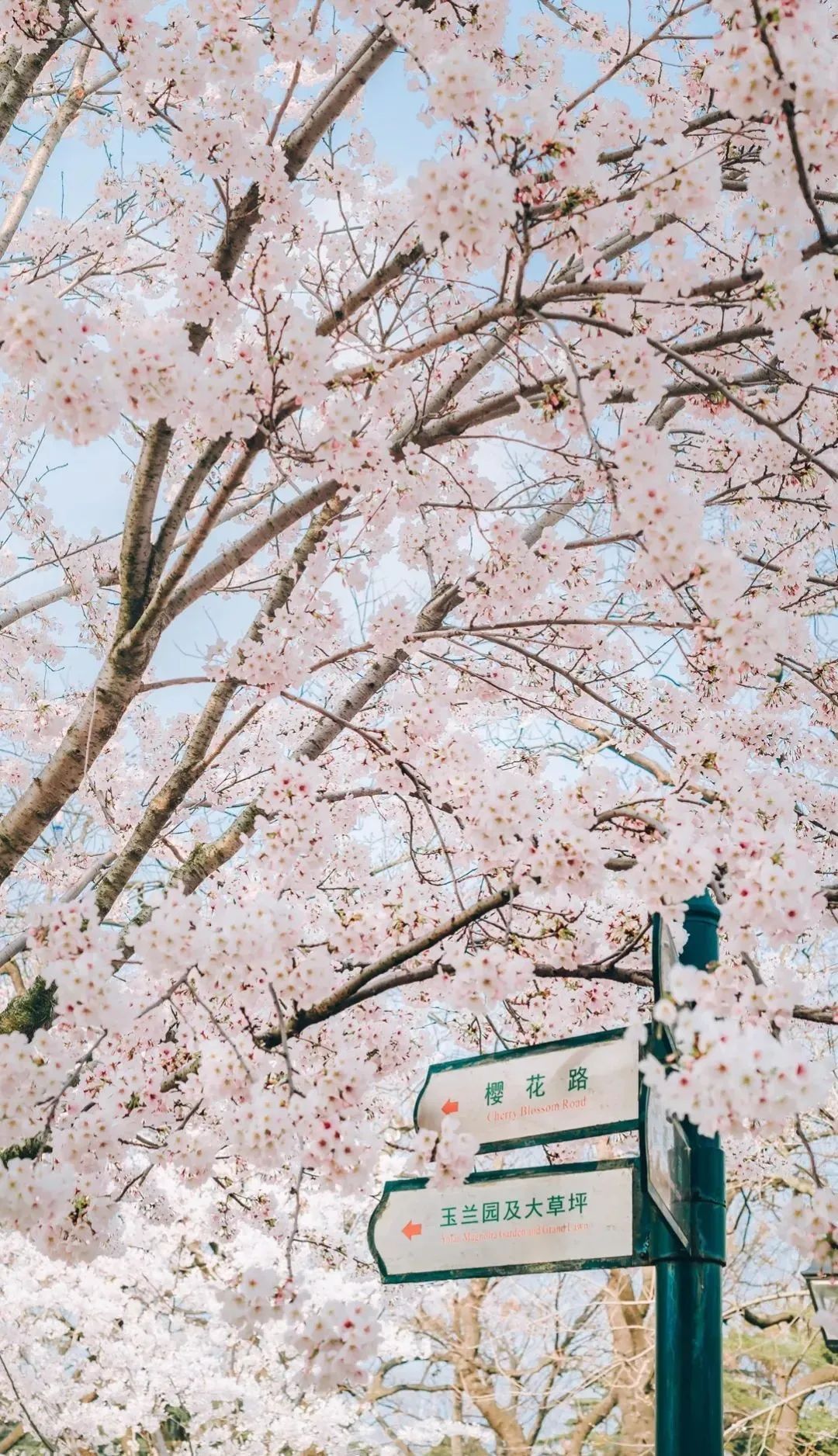 你一句春不晚，我就到了曼妙的山东！