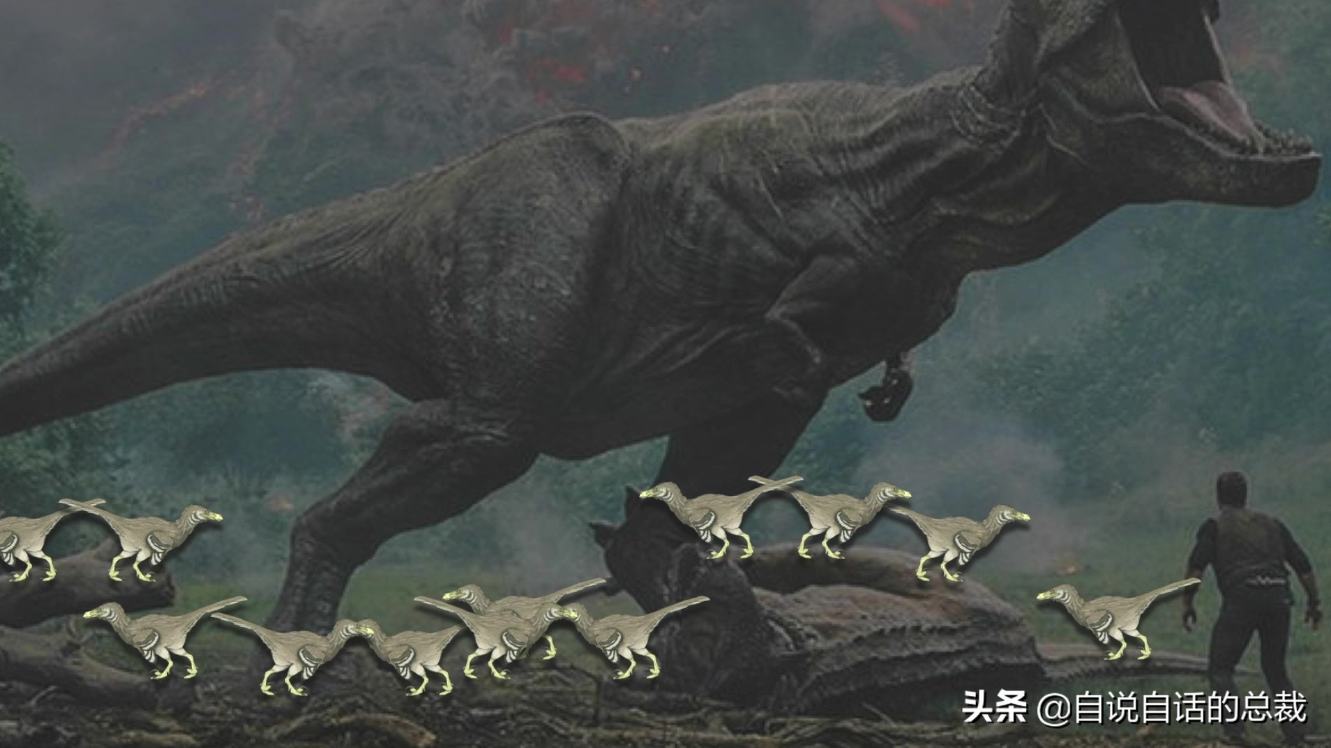 为什么动物都怕鹅？有鹅的地方没有蛇？大鹅的真实面貌超出你想象