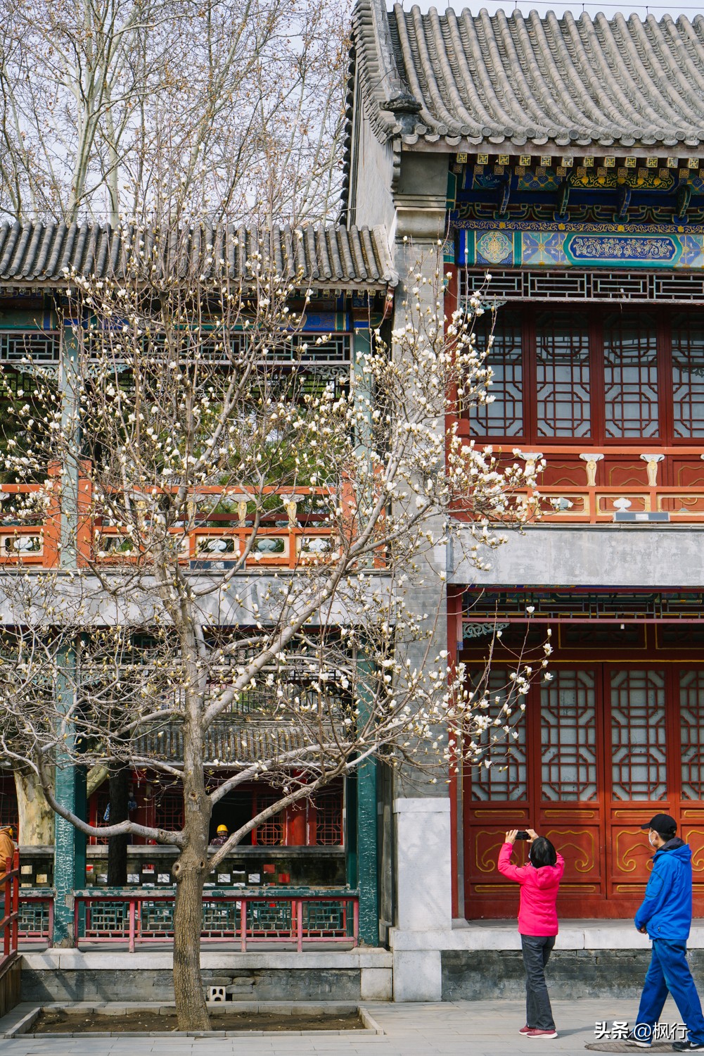 北京小众赏花地推荐：二环内大观园，山桃、玉兰、梅花陆续盛开
