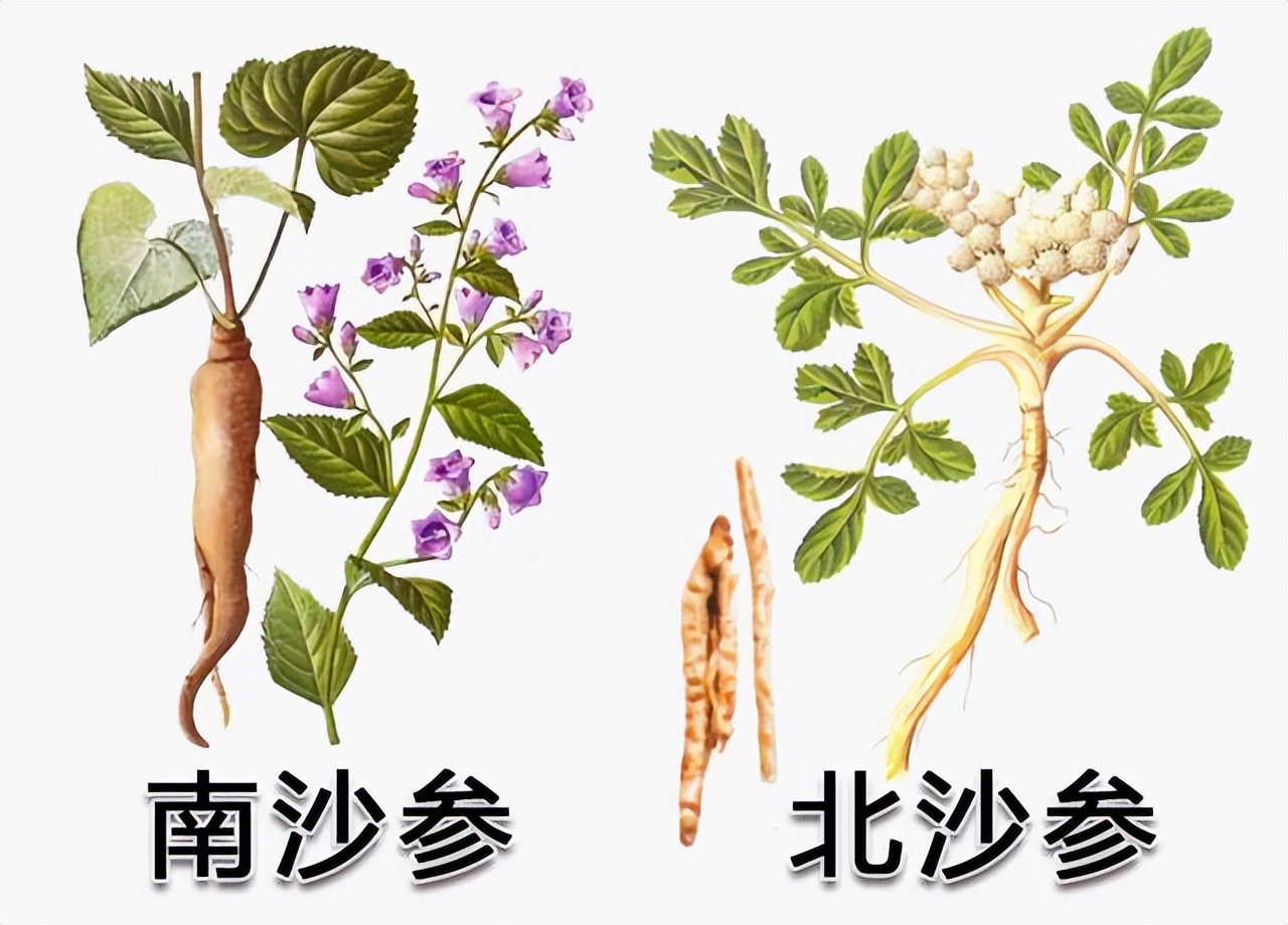 2. 用于肺癌,消化道肿瘤南沙参,北沙参,天冬,麦冬