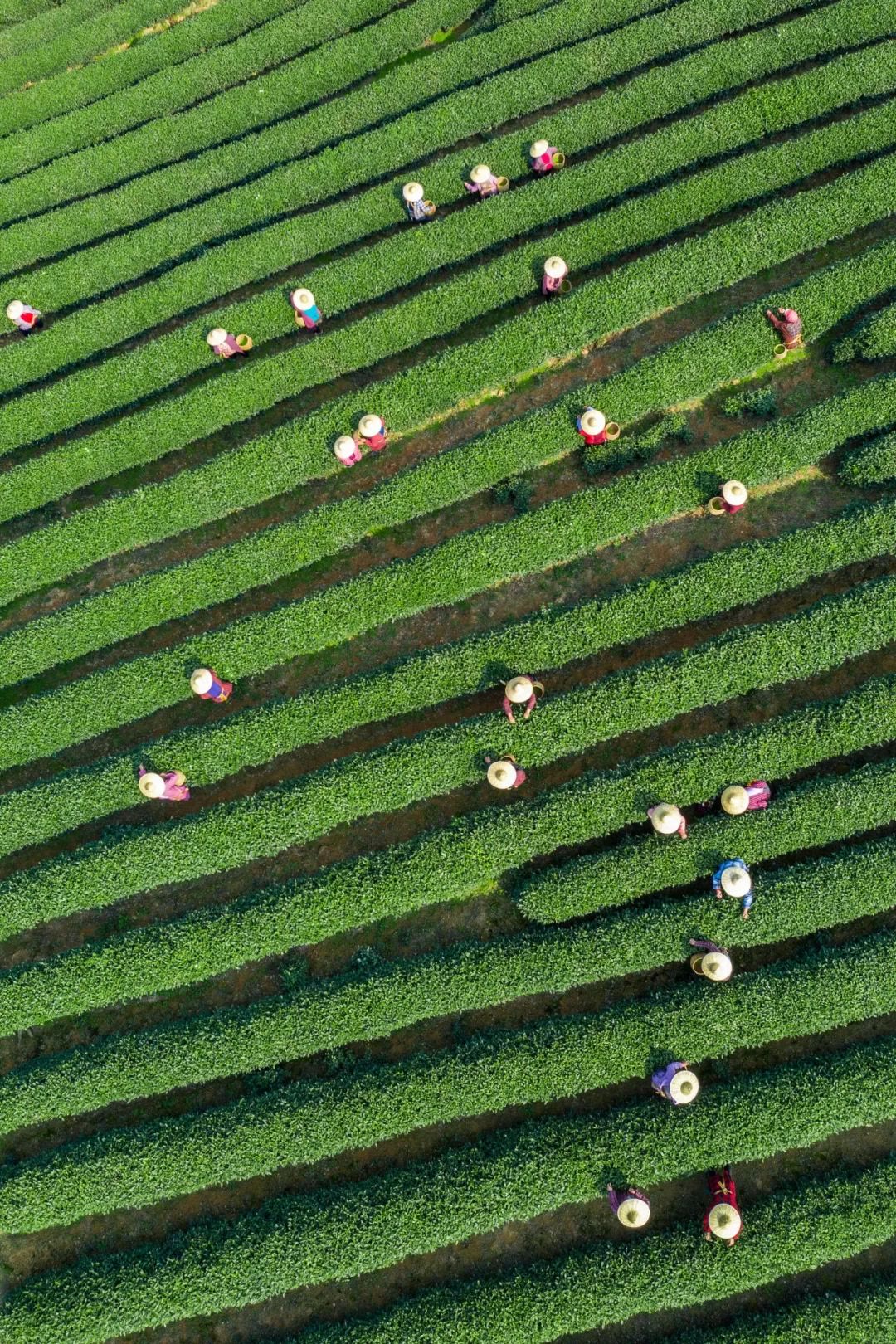 快40000元一斤的“明前茶”，到底贵在哪儿？