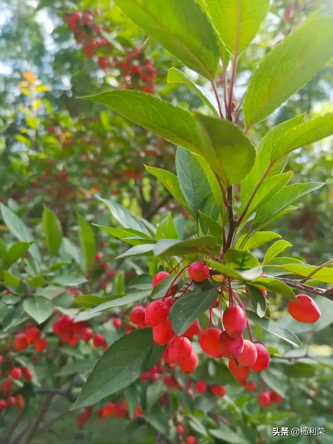 莺啼序 古韵流芳（22首）