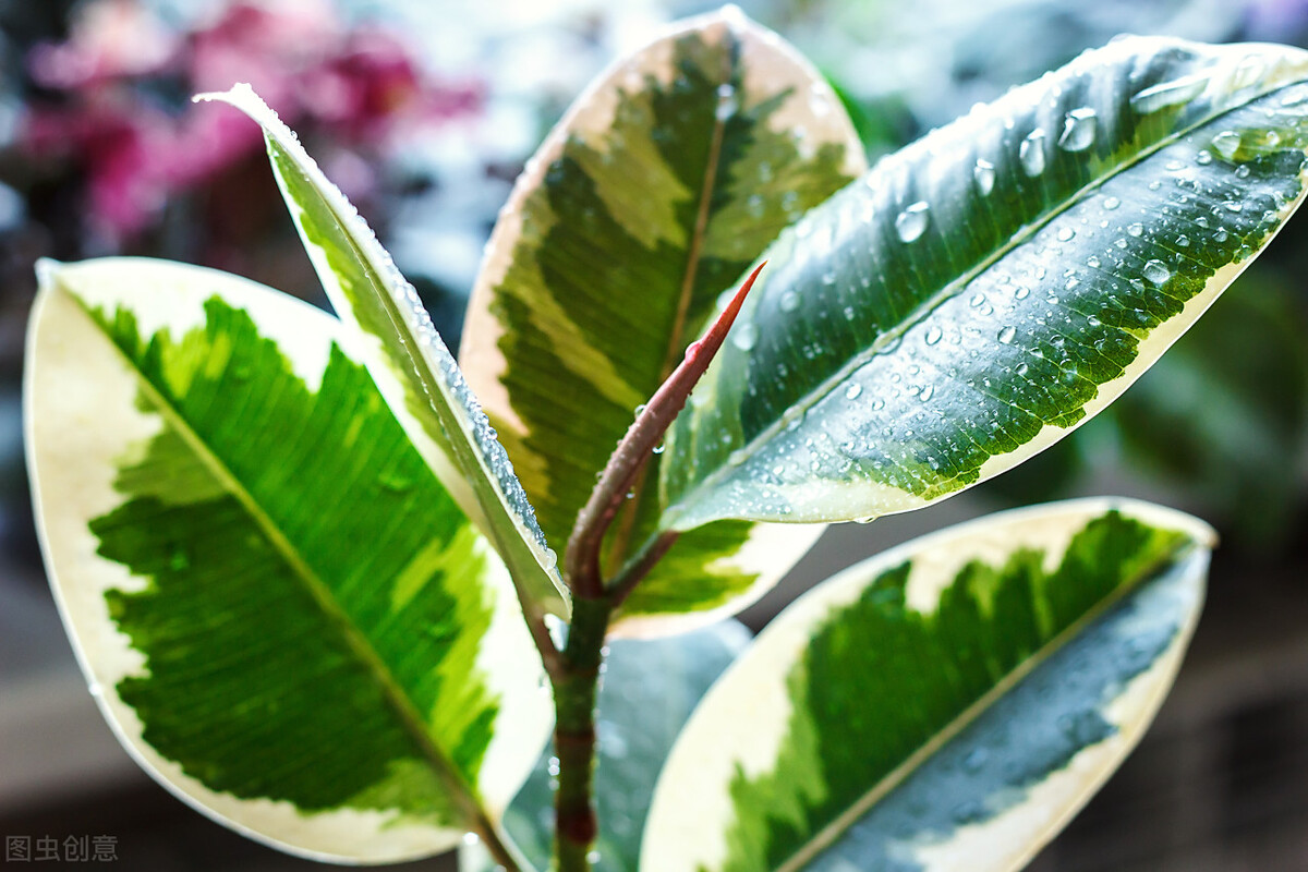 室内适合养殖的花卉植物（这7种绿植空气净化小能手）