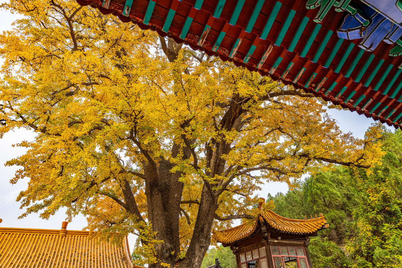 济南有哪些旅游景点（山东济南有哪些旅游景点）-第4张图片-科灵网