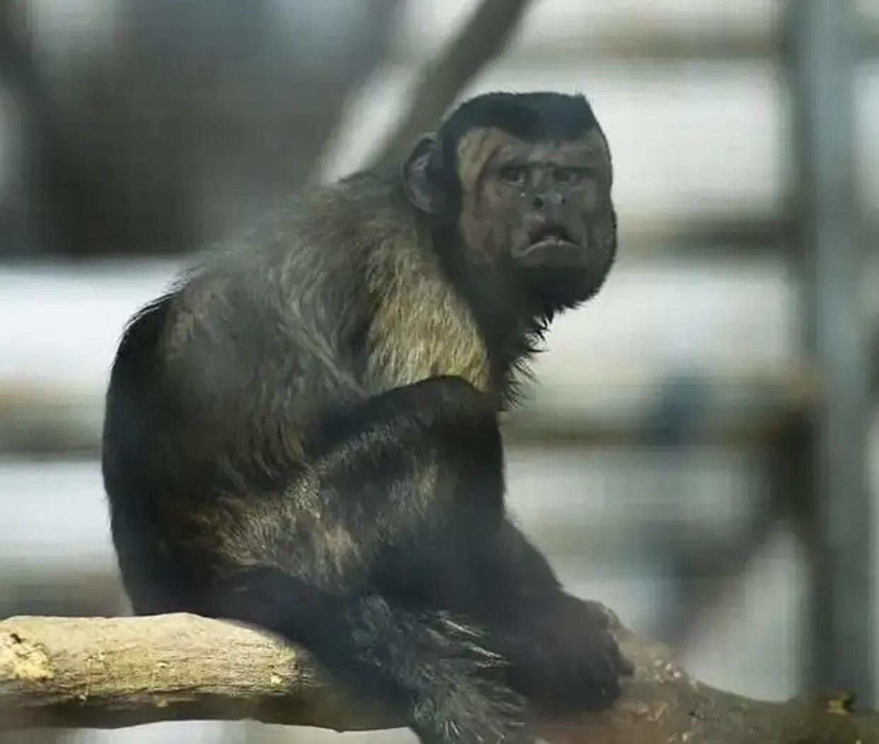 长着"国字脸"的猴子你们见过吗?