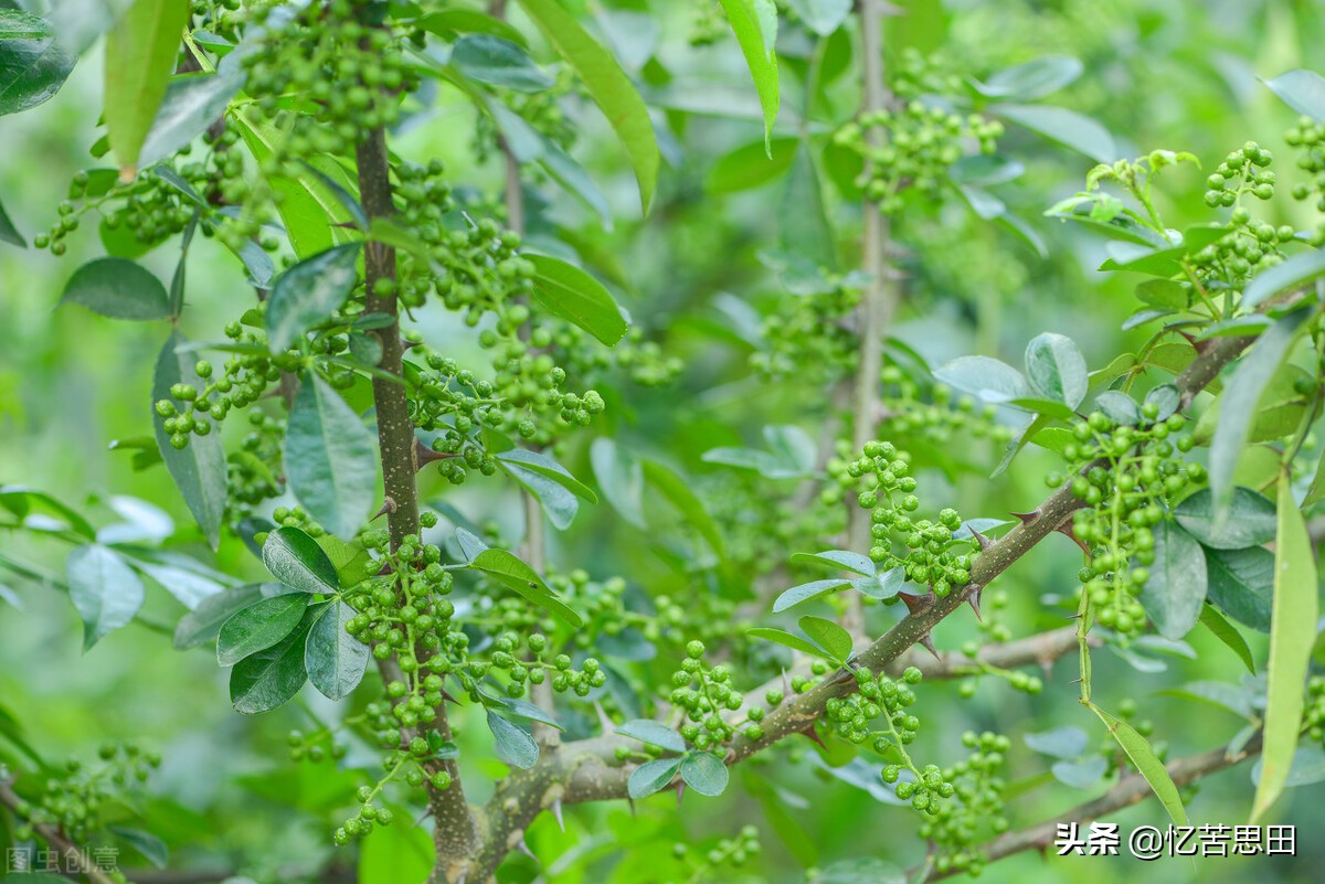 野花椒根的功效与禁忌,野花椒根_爱阅读