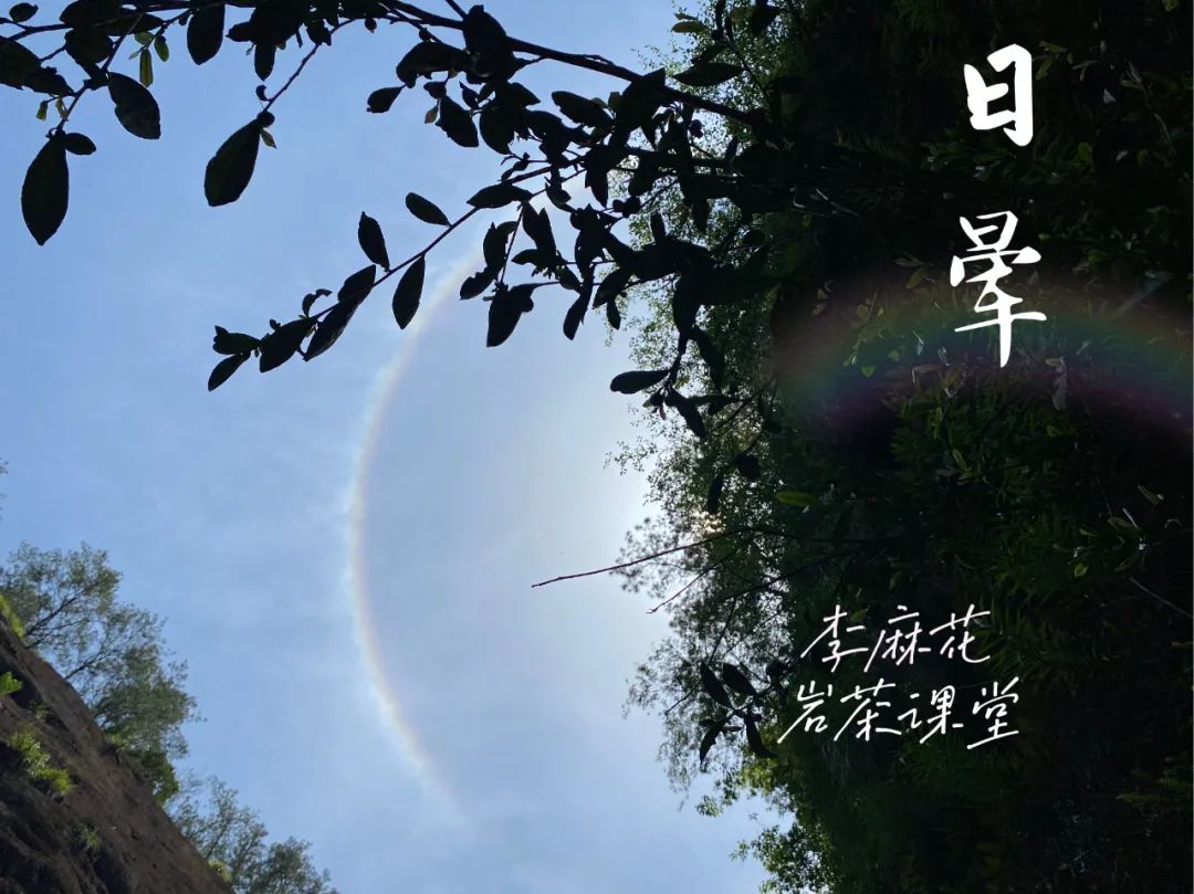 岩茶里，肉桂怎么区分好坏？听听老茶客的实话，都是踩坑后的血泪