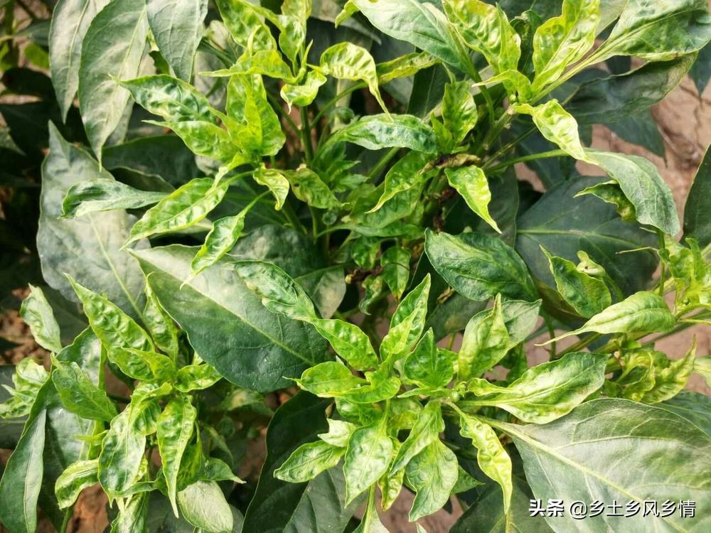 碱性可以杀灭辣椒叶上的茶黄螨和蚜虫,同时还能防治病毒引起的花叶病