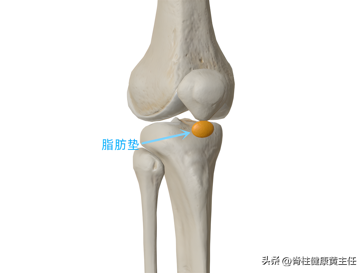 膝盖窝正常图片图片