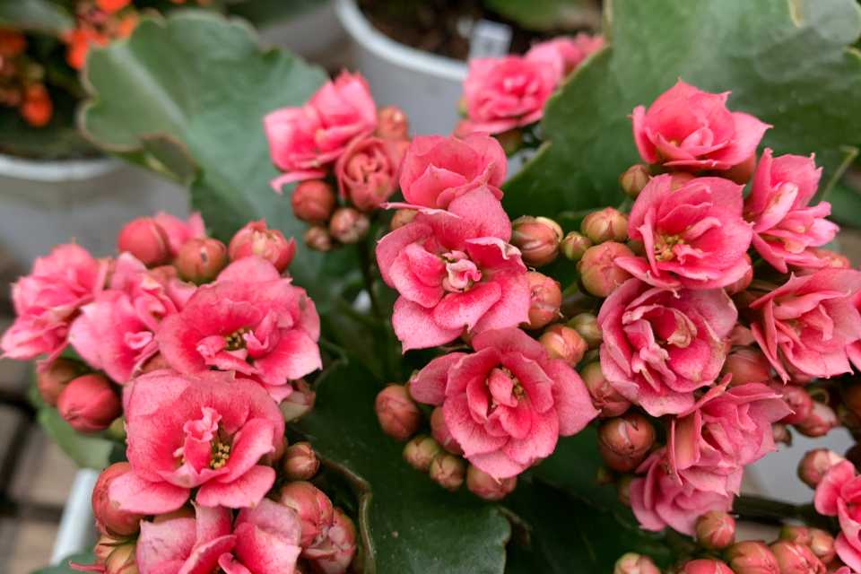 「粉星」长寿花粉色重瓣大花,玫瑰叶,2021年的新品种长寿花