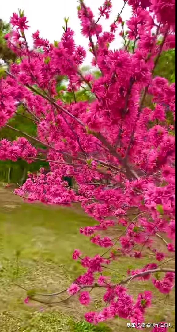 笑看花开好心情，芬芳伴君香四溢