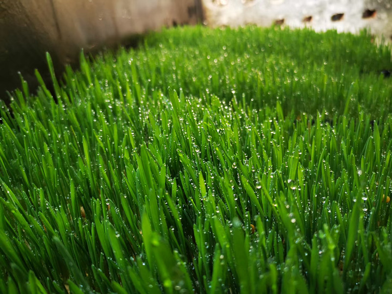 我國引進新型牧草，7天快速成熟，低成本高產(chǎn)量養(yǎng)殖人的福音
