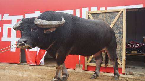 擎天柱牛王死了图片(斗牛王) - 赤虎壹号