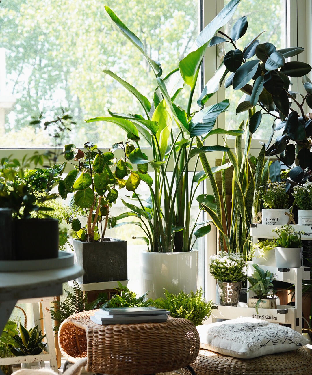 100种花能养在阳台上,50种开花的,40种绿植,10种蔬果