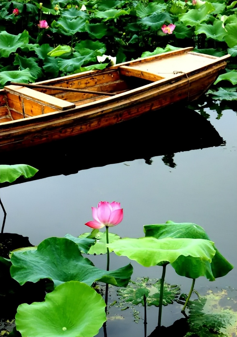 扁舟荷塘休责花色淡,只怪雨千丝.小雨骤来时,观荷躲雨迟.
