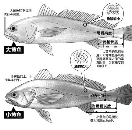 小黄鱼的“救赎”：中国经营100多年，为何不效仿长江禁渔？