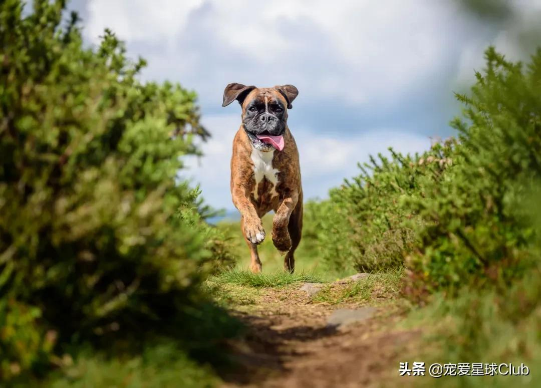 百科 | 德国拳师犬，喜欢撒娇的晚熟猛犬