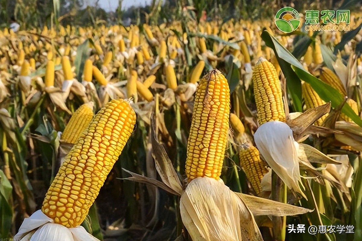 青玉米價格今日多少錢一斤「今日全國玉米價格一覽表2022」