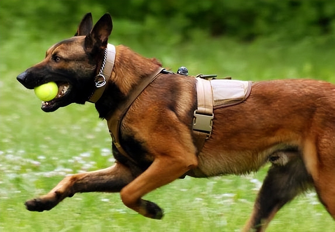 比利时马犬(比利时马犬和荷兰马犬区别)