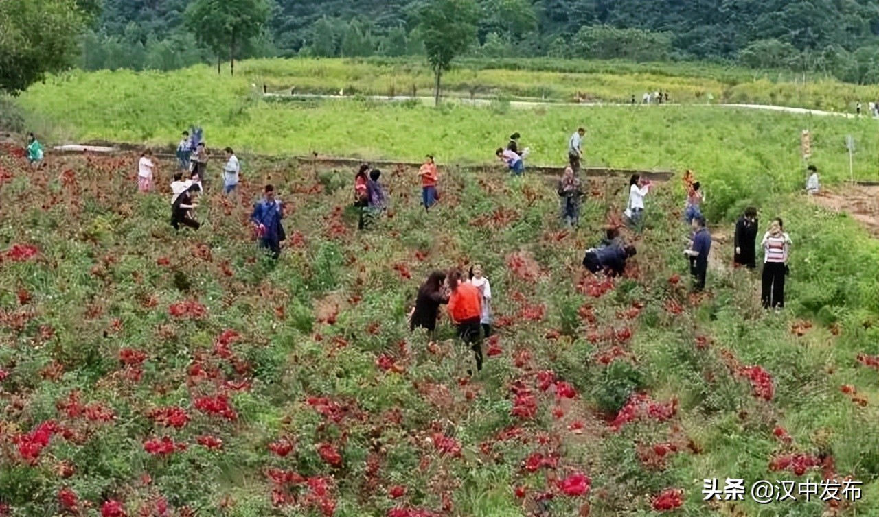 倒計(jì)時(shí)2天！2022西鄉(xiāng)茶葉櫻桃采摘體驗(yàn)文化旅游活動(dòng)即將啟幕