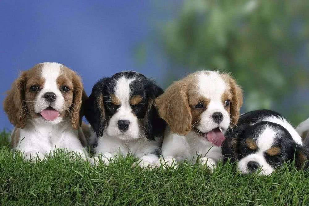 泰迪犬早该失宠了,今年流行养这6种狗,好养又不贵