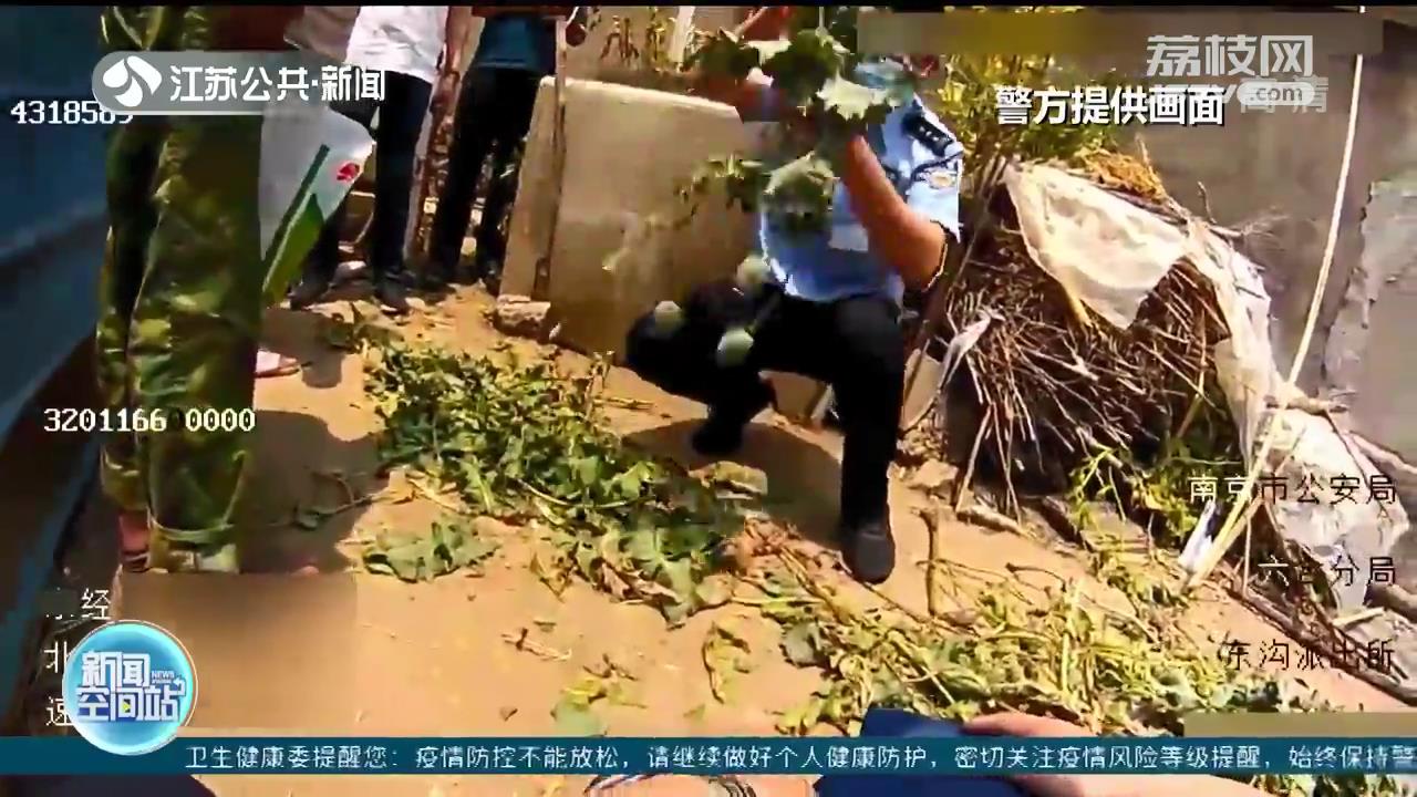 听说鸡吃了后可防病 南京一农户私种68株罂粟