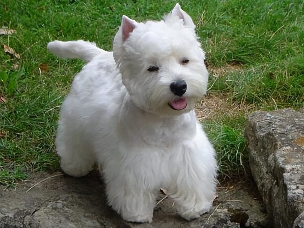 这种犬来自苏格兰的西部高地,最近几年西高地白梗很多人都喜欢养它