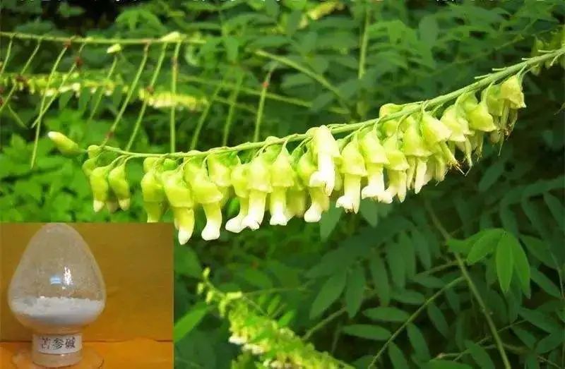 生物农药未来之星？解析植物源农药研究开发方向