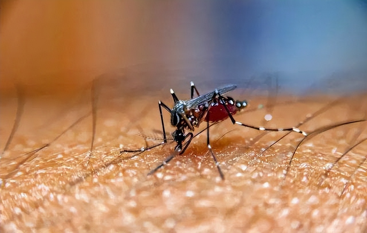 蚊子在地球上有什么用？为何不灭绝？科学家：蚊子的作用可比人大
