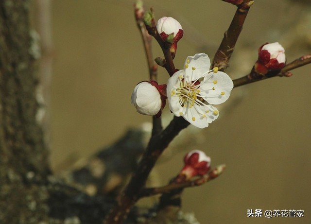 杏花落指的是什么（对杏花的简介与样貌介绍）