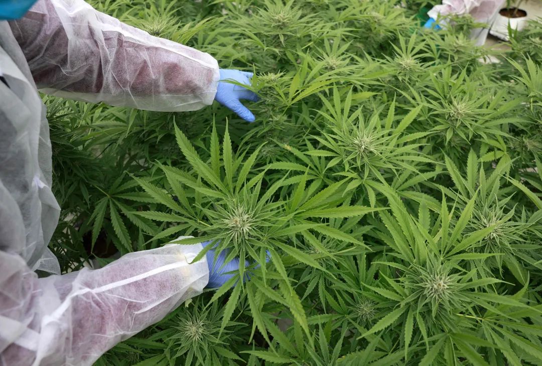 去海外种工业大麻三年后，莱茵股份“后悔”了吗？